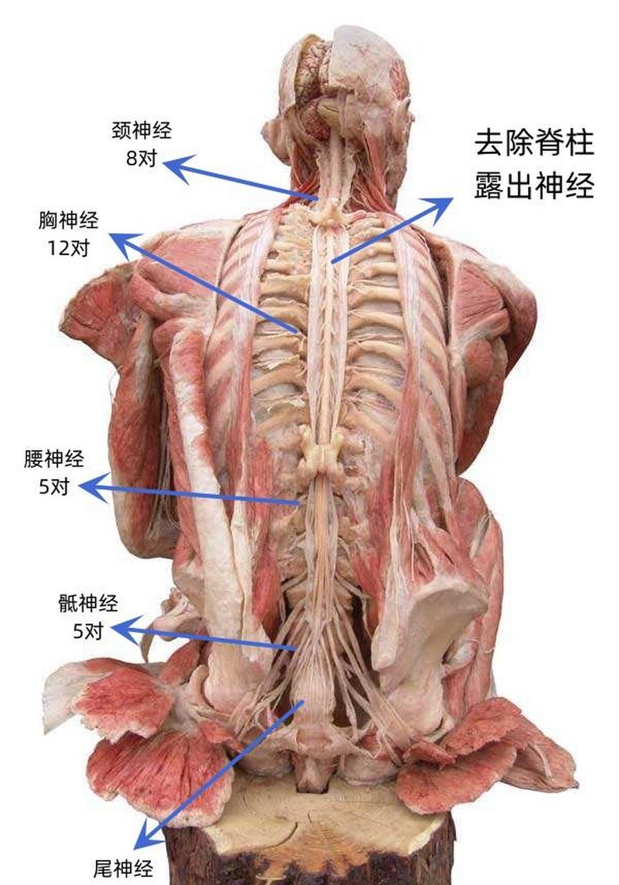 背部神经分布解剖图图片