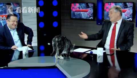 直播被猫抢风头 格鲁吉亚电视台节目现欢乐一幕