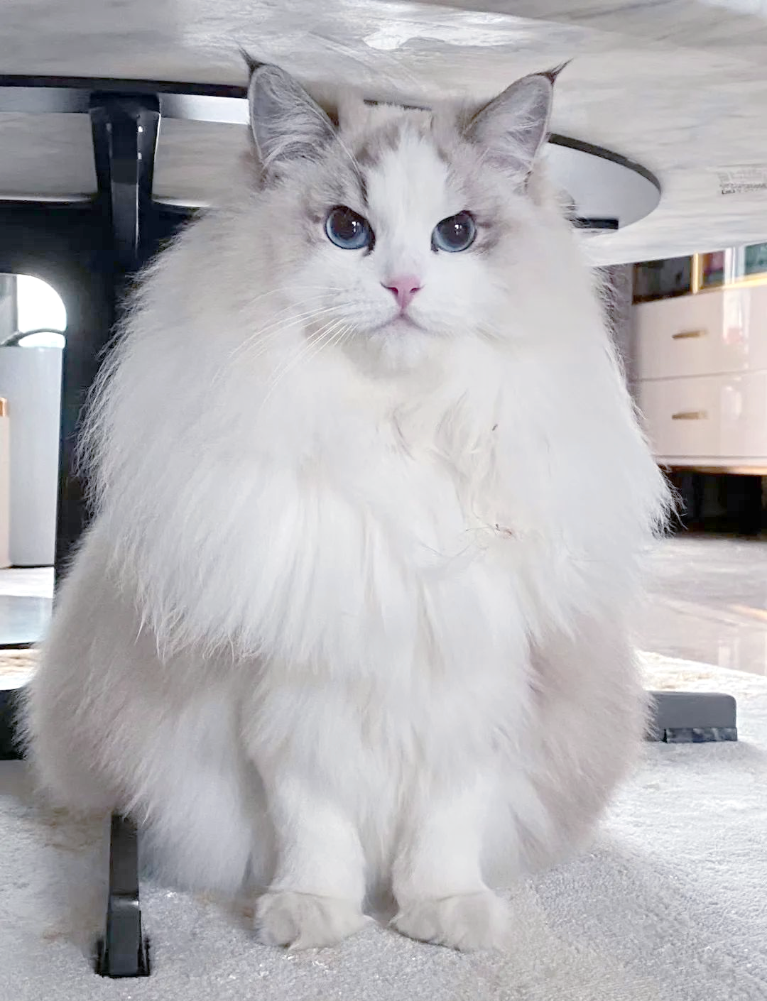 海山布偶猫:探索其独特魅力与辨别方法