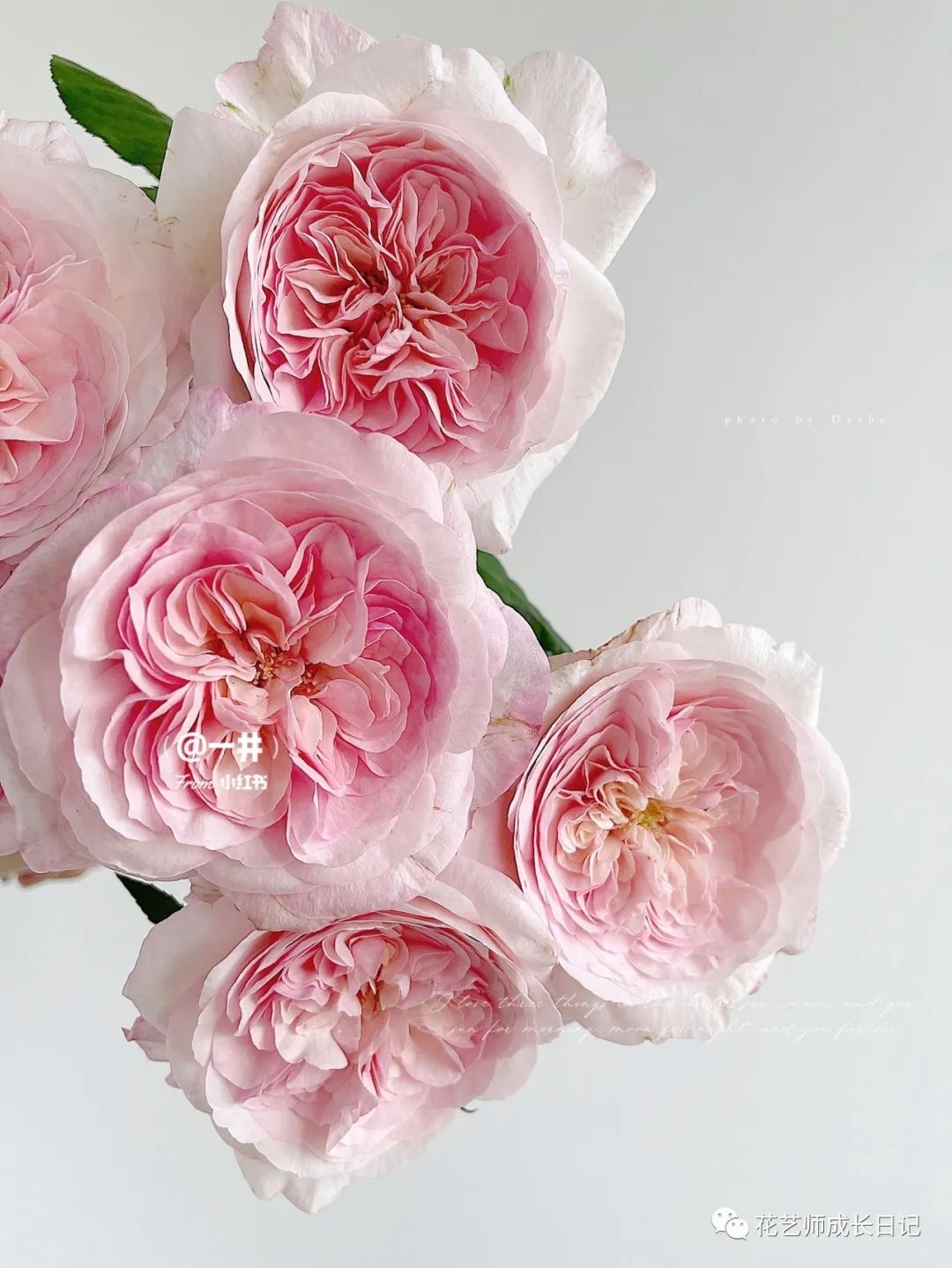 100朵玫瑰vol.27|5号香水,粉色系玫瑰中的颜值王炸!