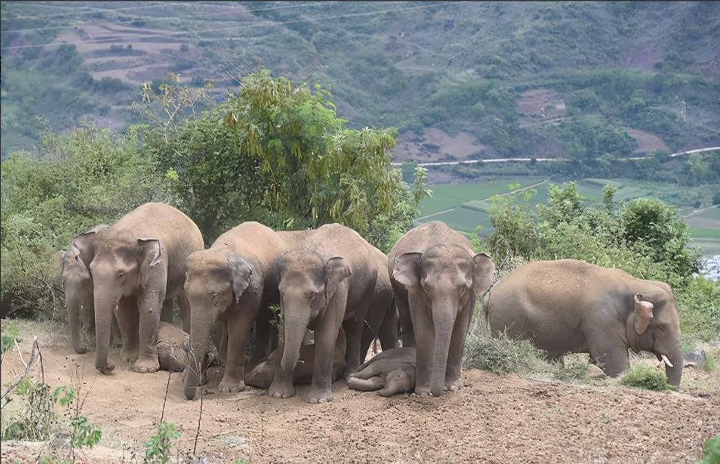 历时17个月,云南北迁的大象终于回家,从17头变成14头经历了什么
