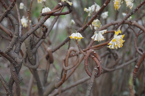 结香花结构图片