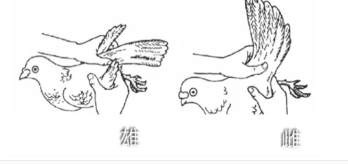 信鸽怎么分辨公母?