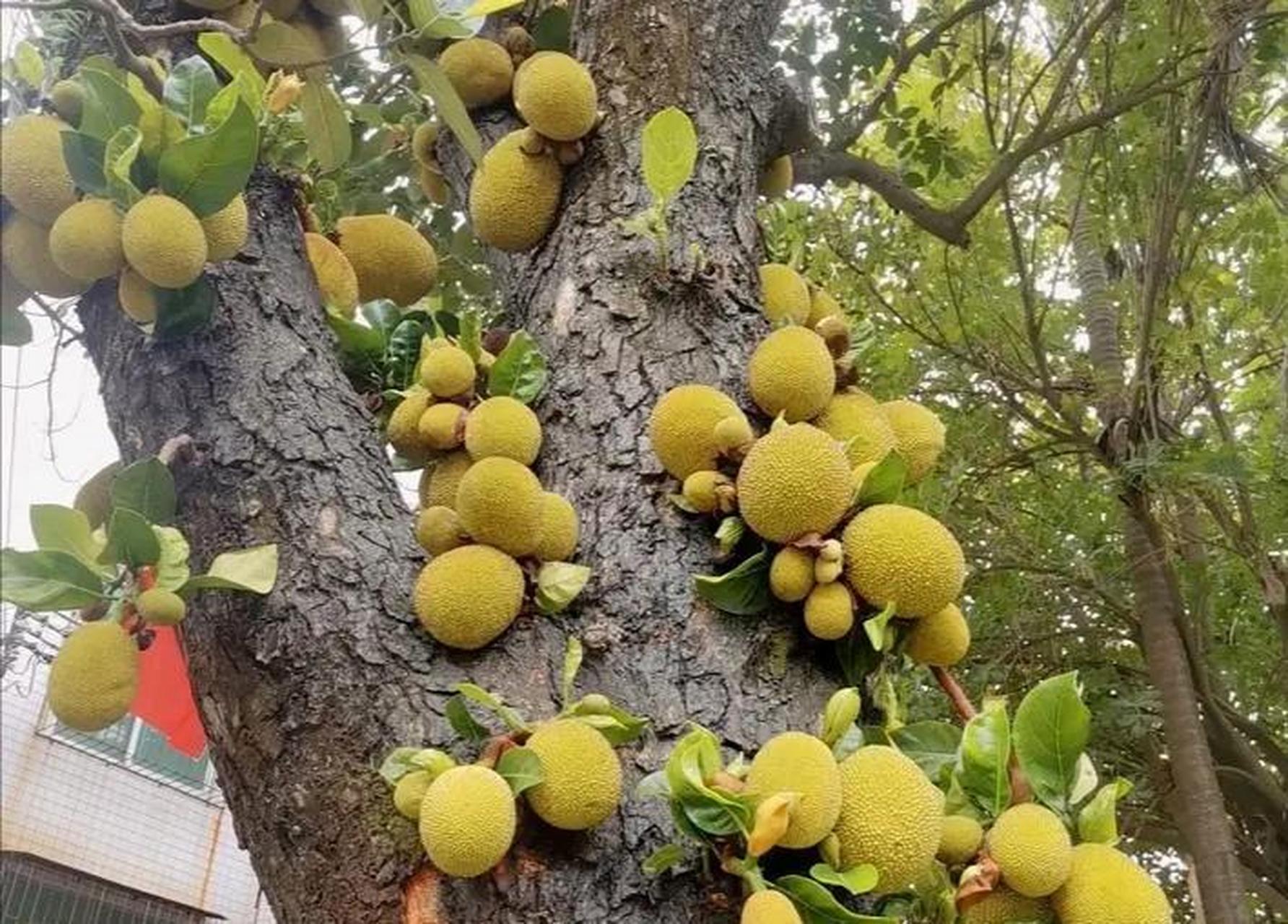 菠萝蜜长在哪里图片