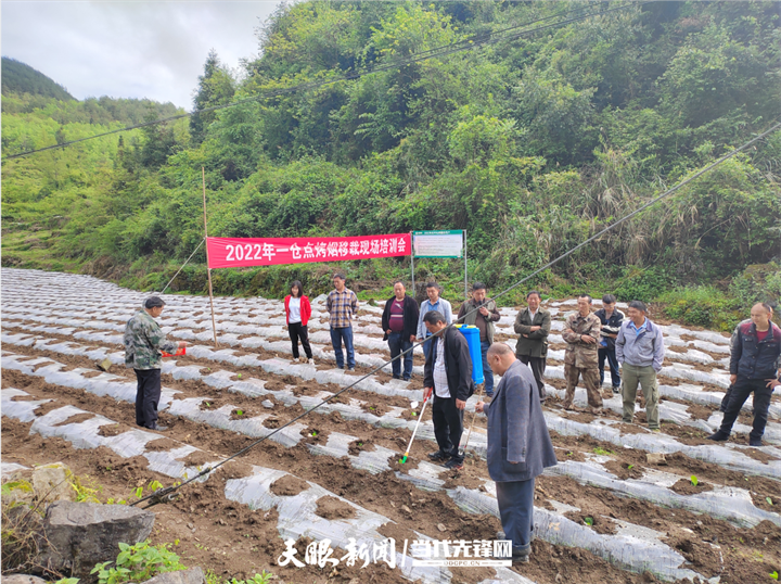 沿河后坪乡:人勤春来早 烤烟移栽忙