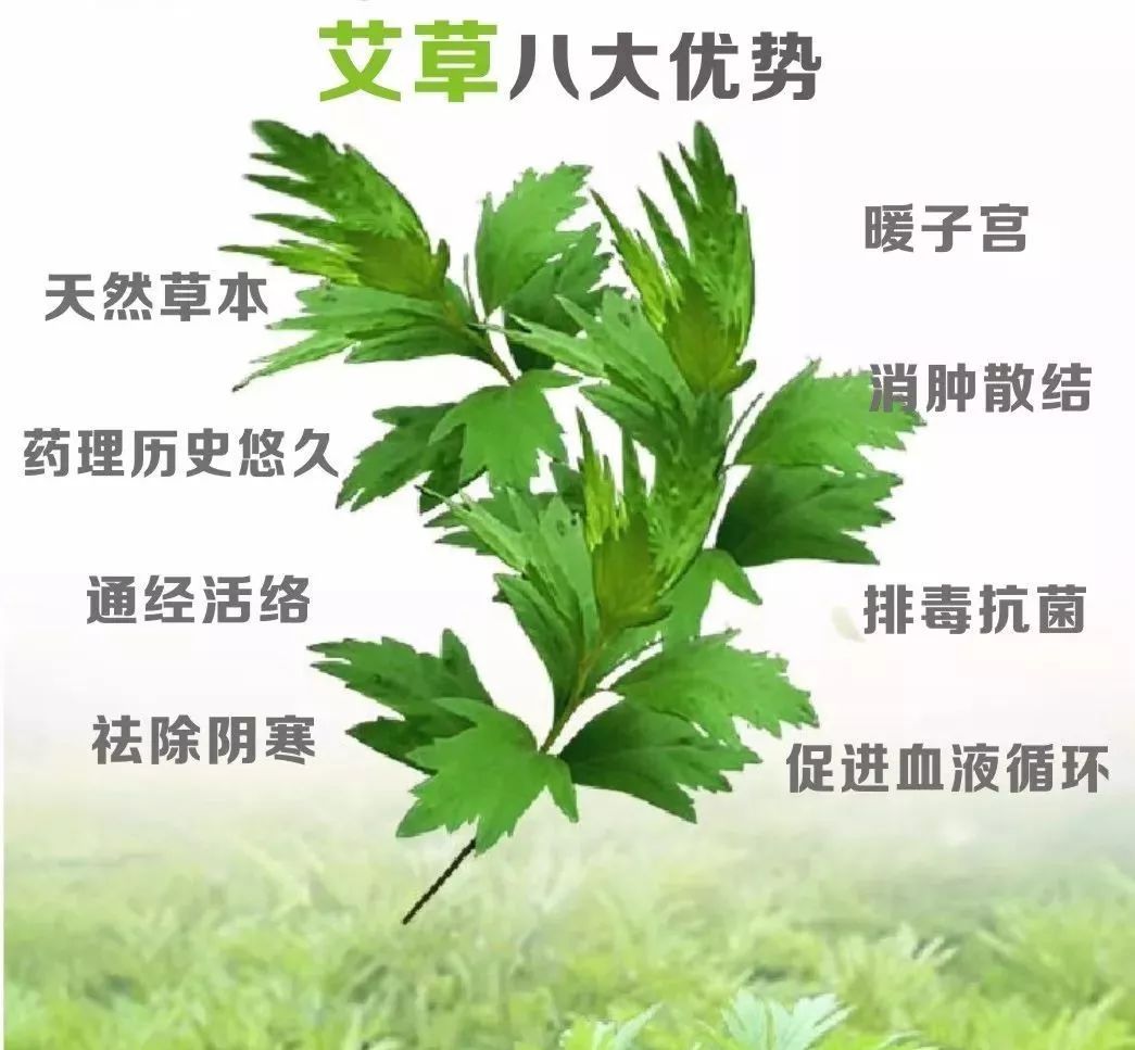 "家有三年艾,郎中不用来"三年艾是何物?有一定道理!