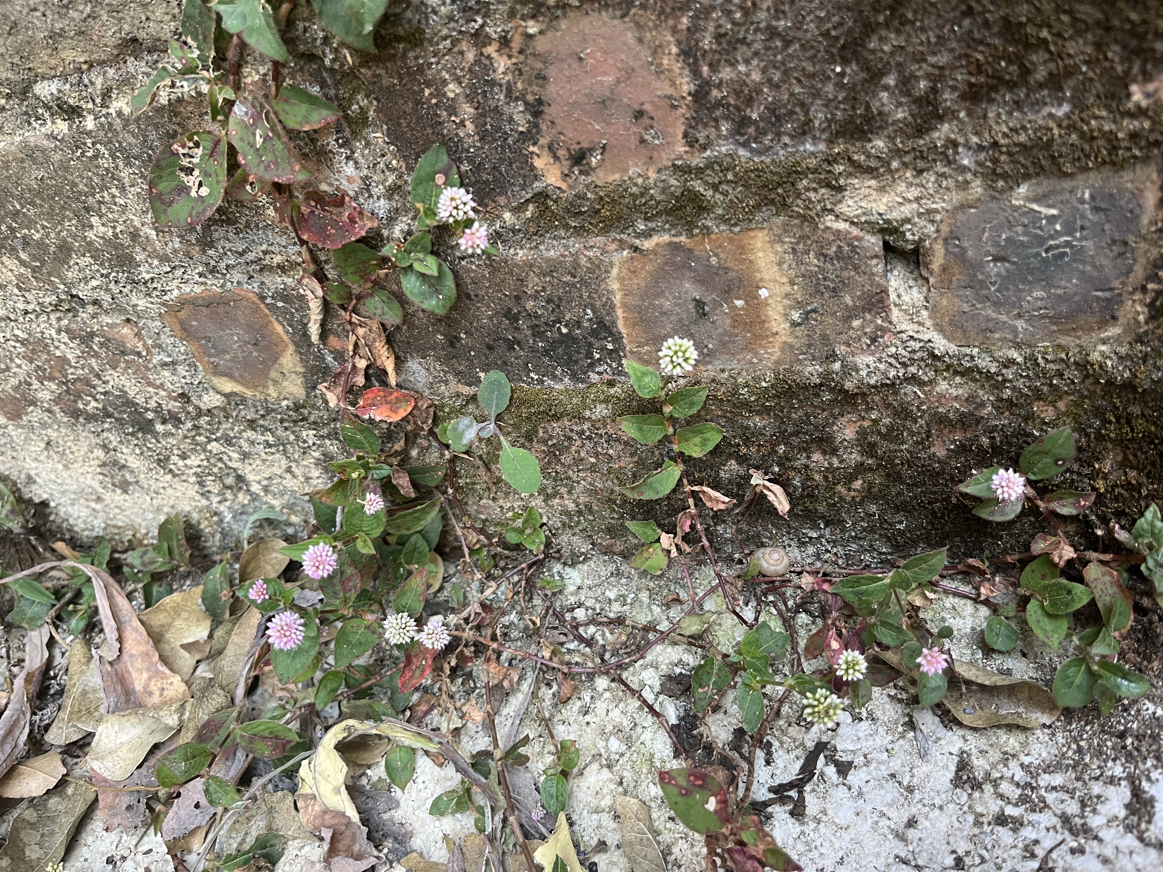 雲南路邊隨處可見的這種植物,我們村叫它