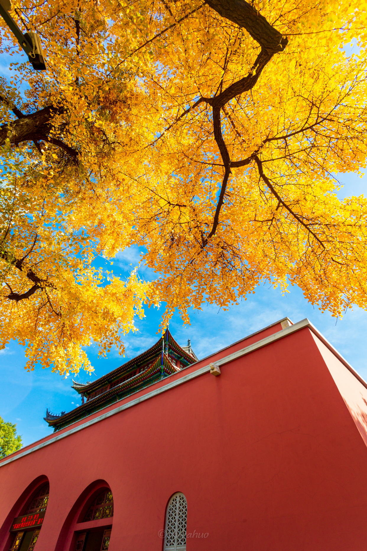 这个初冬,鼓楼公园给你一片金色世界