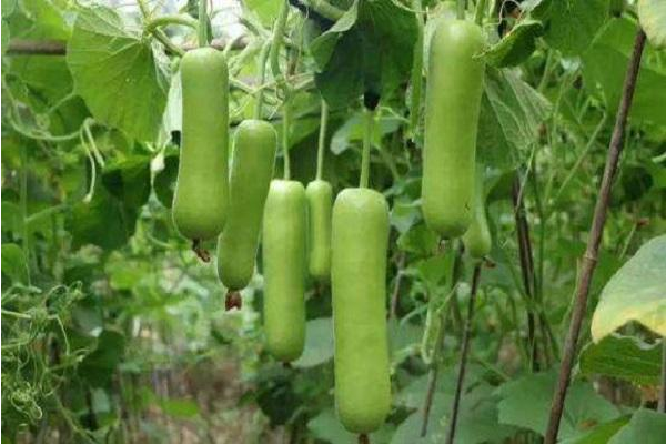 夜开花和西葫芦的区别