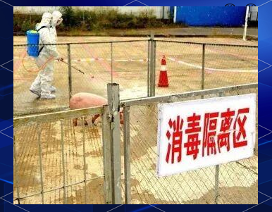 非洲猪瘟:传播,防控与安全消费全面解读