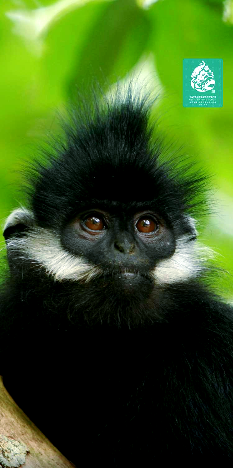 黑叶猴:濒危的哺乳动物,国家一级保护对象