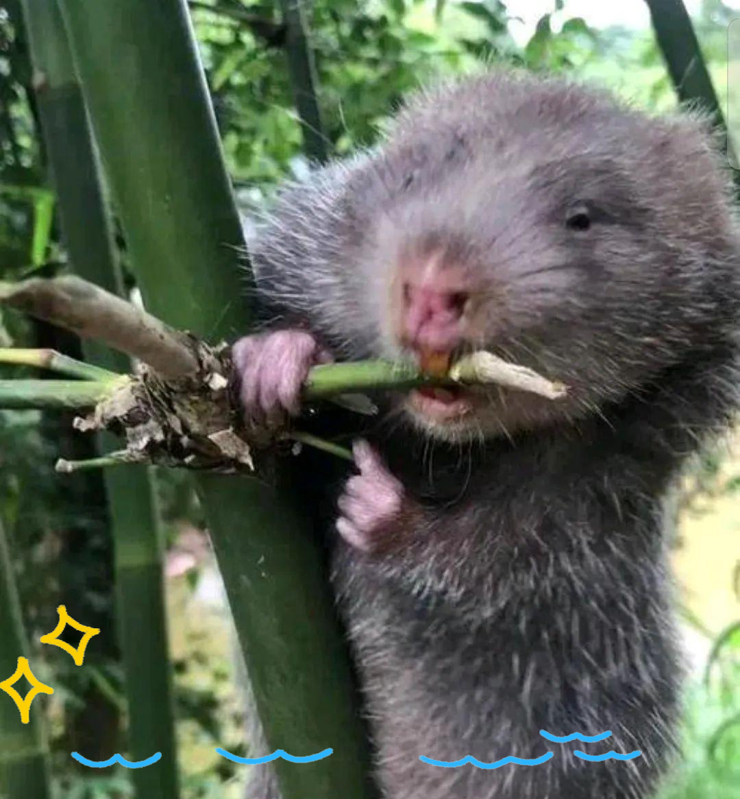 「探索自然奥秘」竹鼠的地下世界与繁育之旅