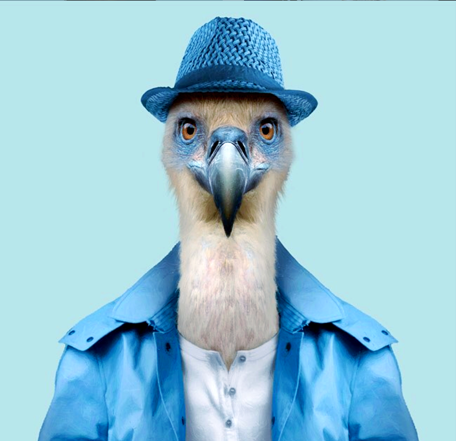 动物肖像走红,这些"衣冠禽兽"有哪些趣味瞬间