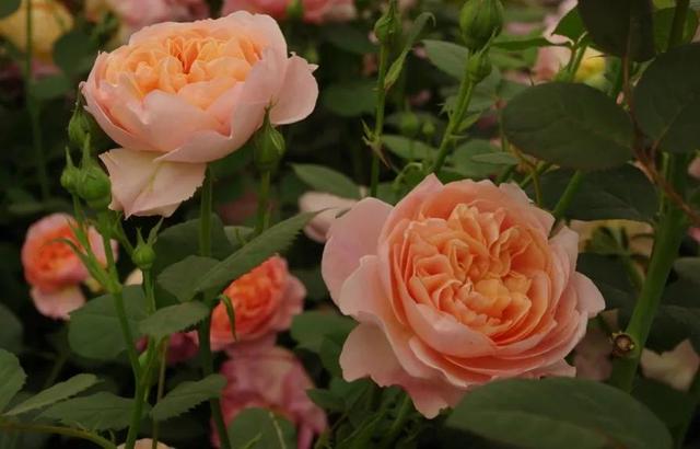 博斯科贝尔(boscobel)