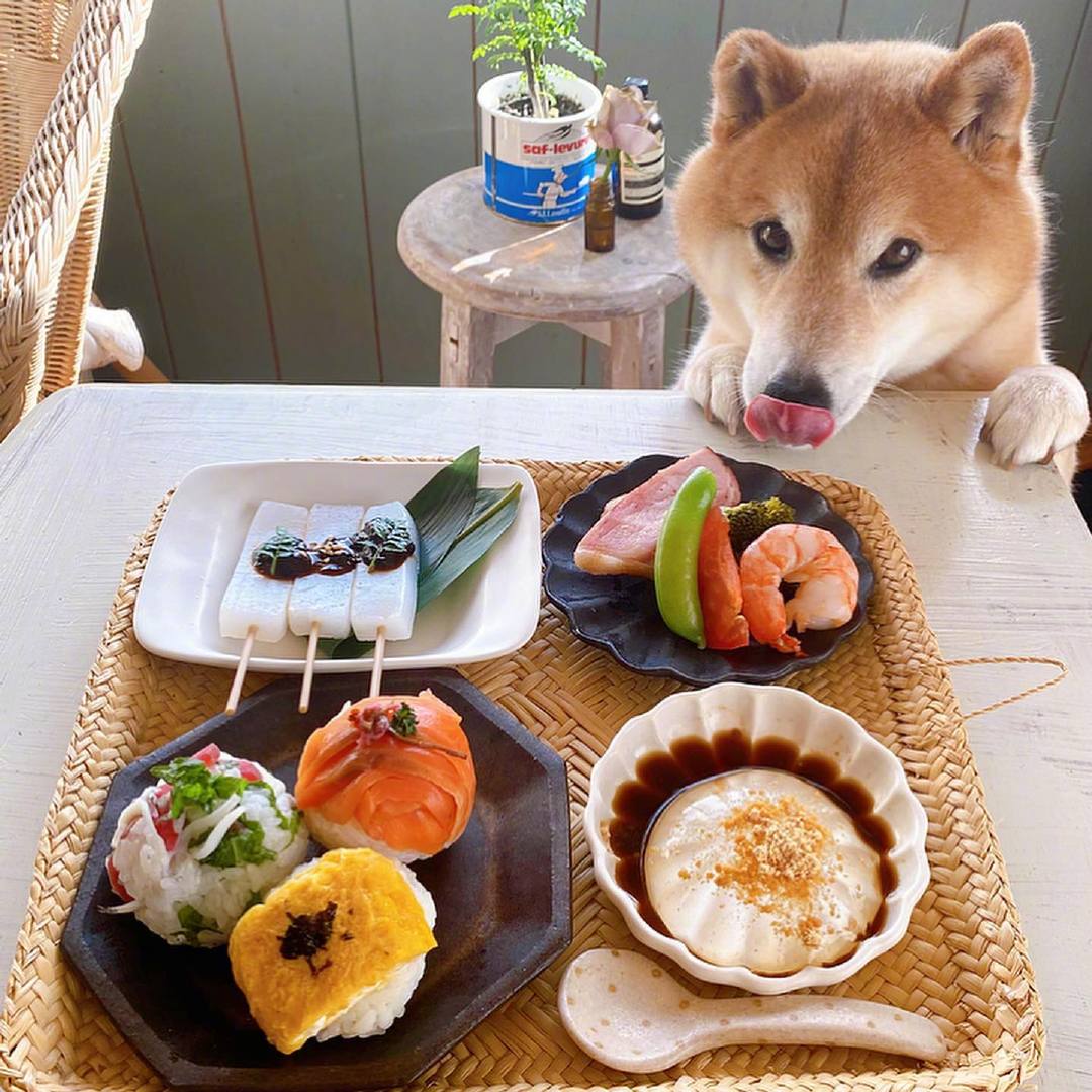 一只柴犬的丰富大餐也可以那么精致,这样的狗狗很令人羡慕!