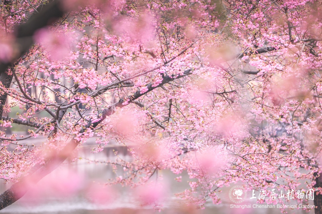 【最新】"樱花海"蓄势待发!