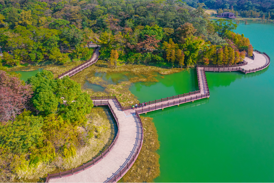 江门这个公园再次爆红!一路红杉相伴,随便怎么拍都是人间绝色