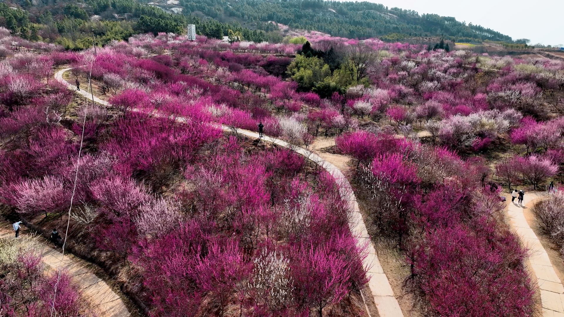 南阳塔子山千亩梅花迎风怒放