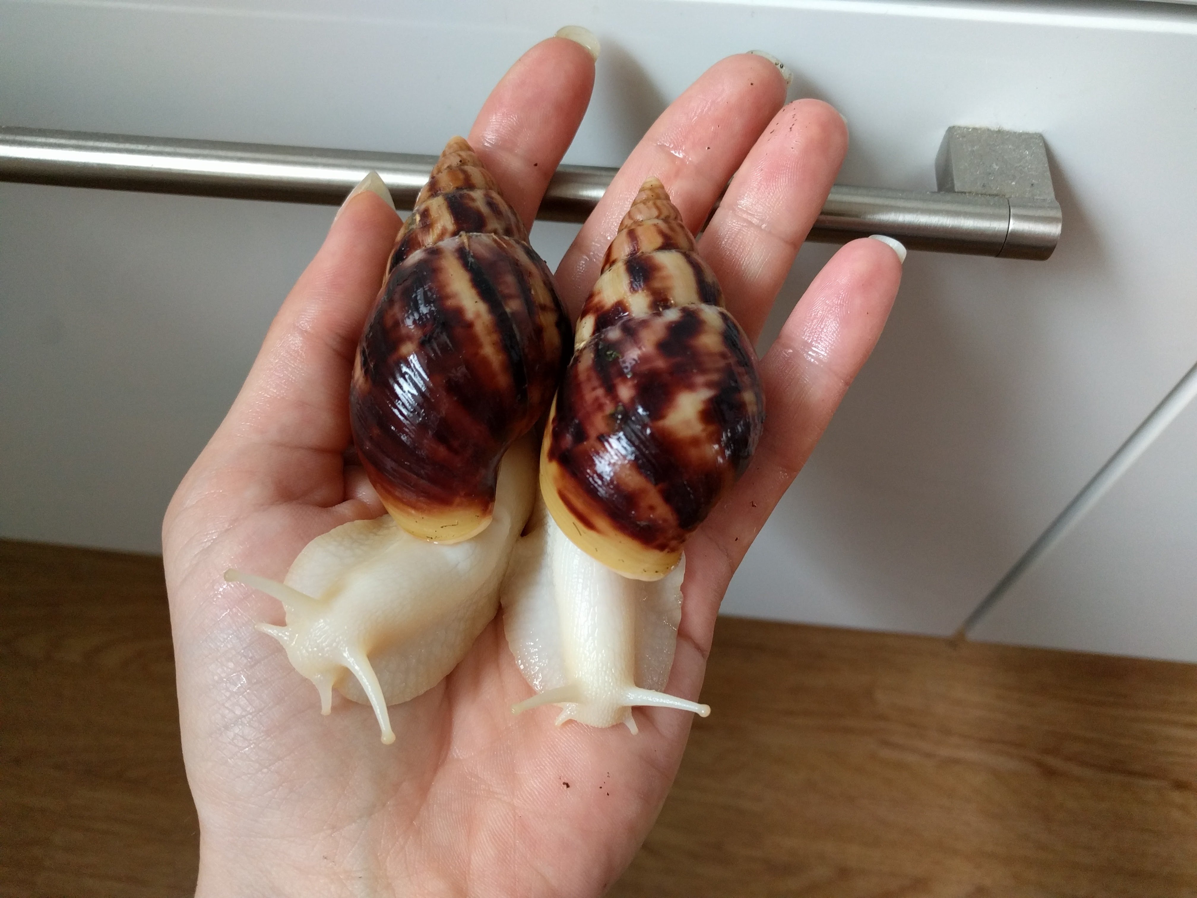 白玉蜗牛养殖方法(详细介绍)