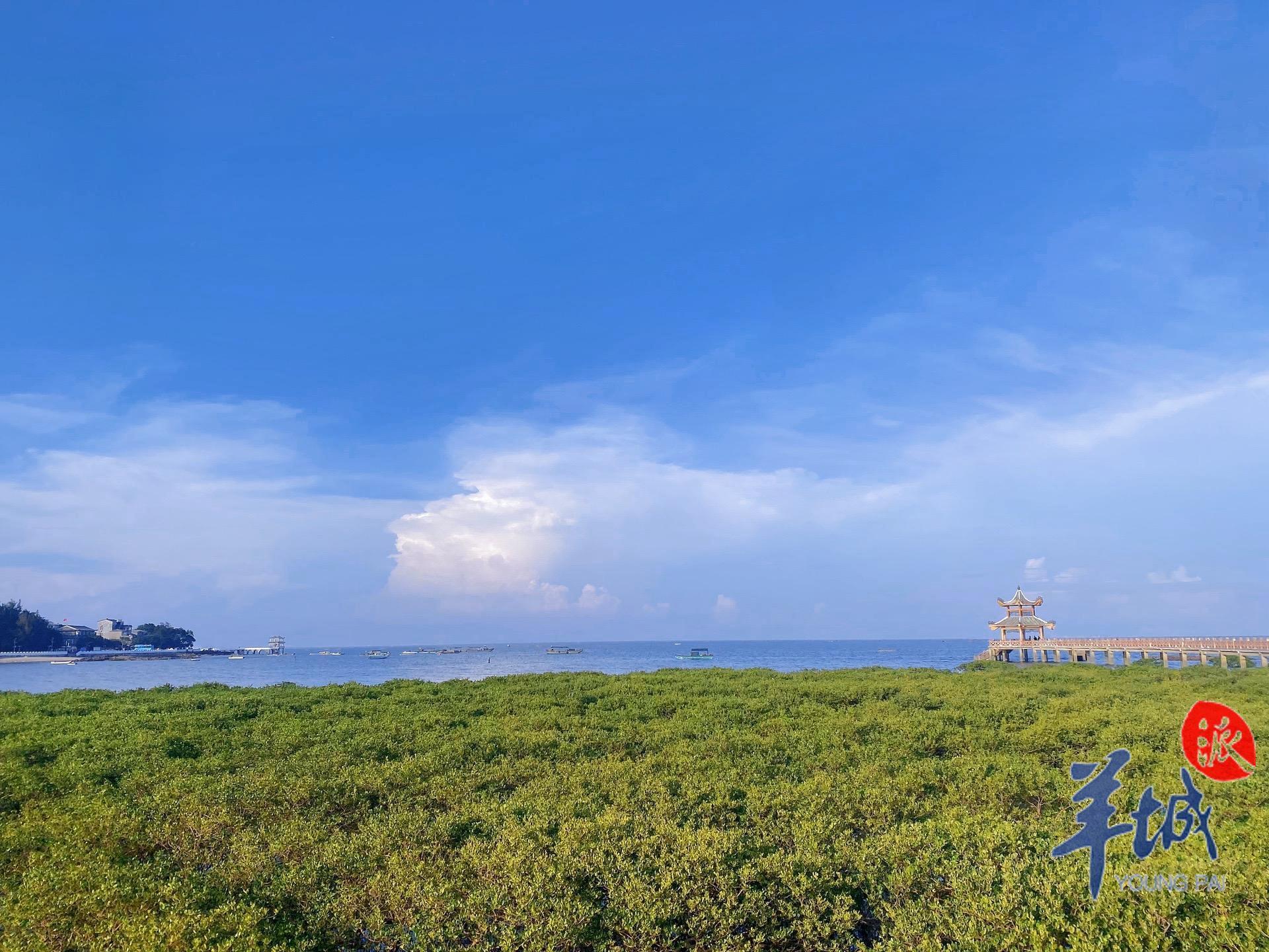 视频·大美岭南|珠海淇澳岛:瞻彼淇奥 绿竹猗猗