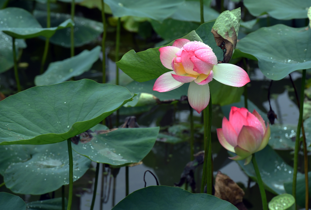 贵阳药用植物园 荷花盛开引客来