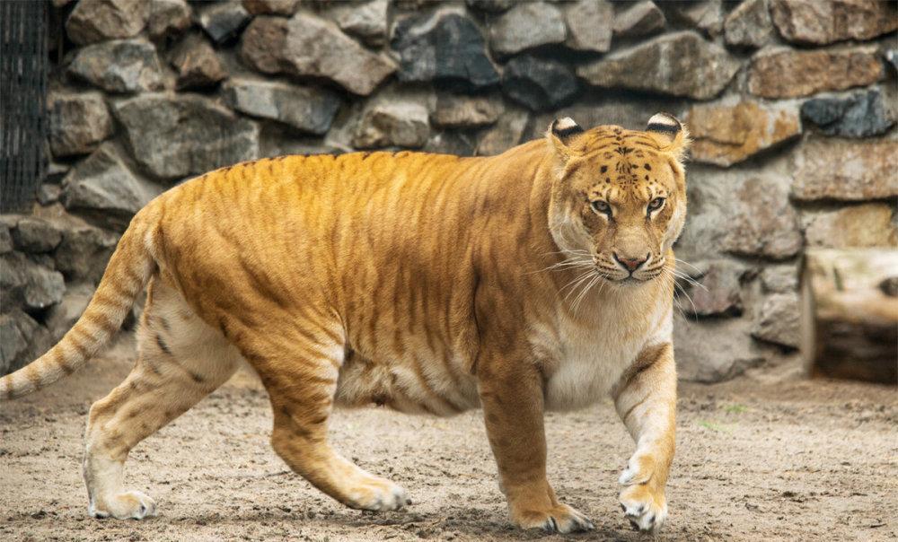 狮虎兽:体重500公斤,为何不堪一击?