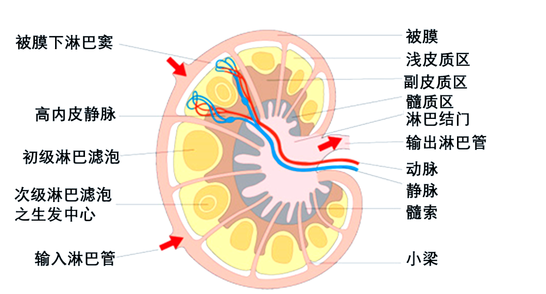 淋巴结的分布,结构及免疫功能揭秘