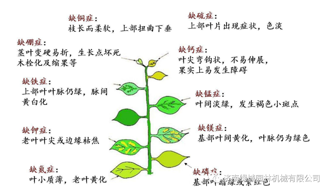 植物缺素症識別和非侵染性植物病害發生原因和防治措施-植物出現異常