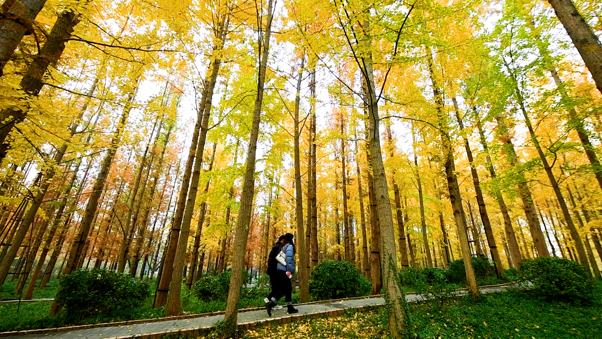 诗画山东|像闯入"童话森林" 济南泉城公园银杏水杉林浪漫又诗意