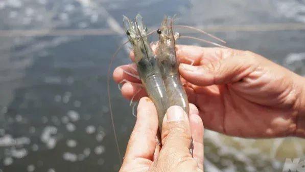 南美白对虾白肝怎么治?对虾养殖中肝脏变白的原因和解决方法?