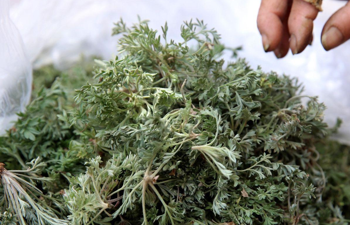 经常用白蒿泡水喝的人,坚持一段时间过后,结果会怎么样?