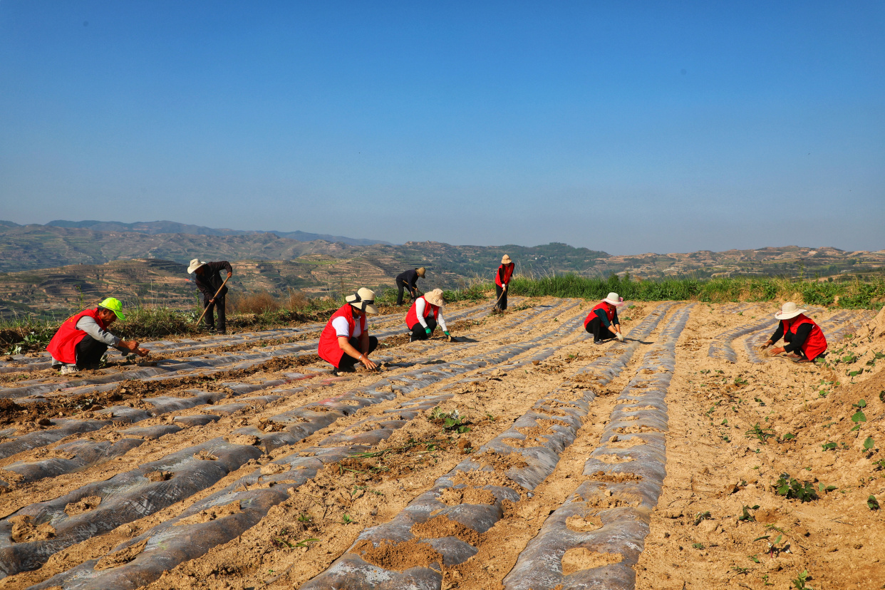 甘肃礼县雷王乡撂荒地整治初见成效
