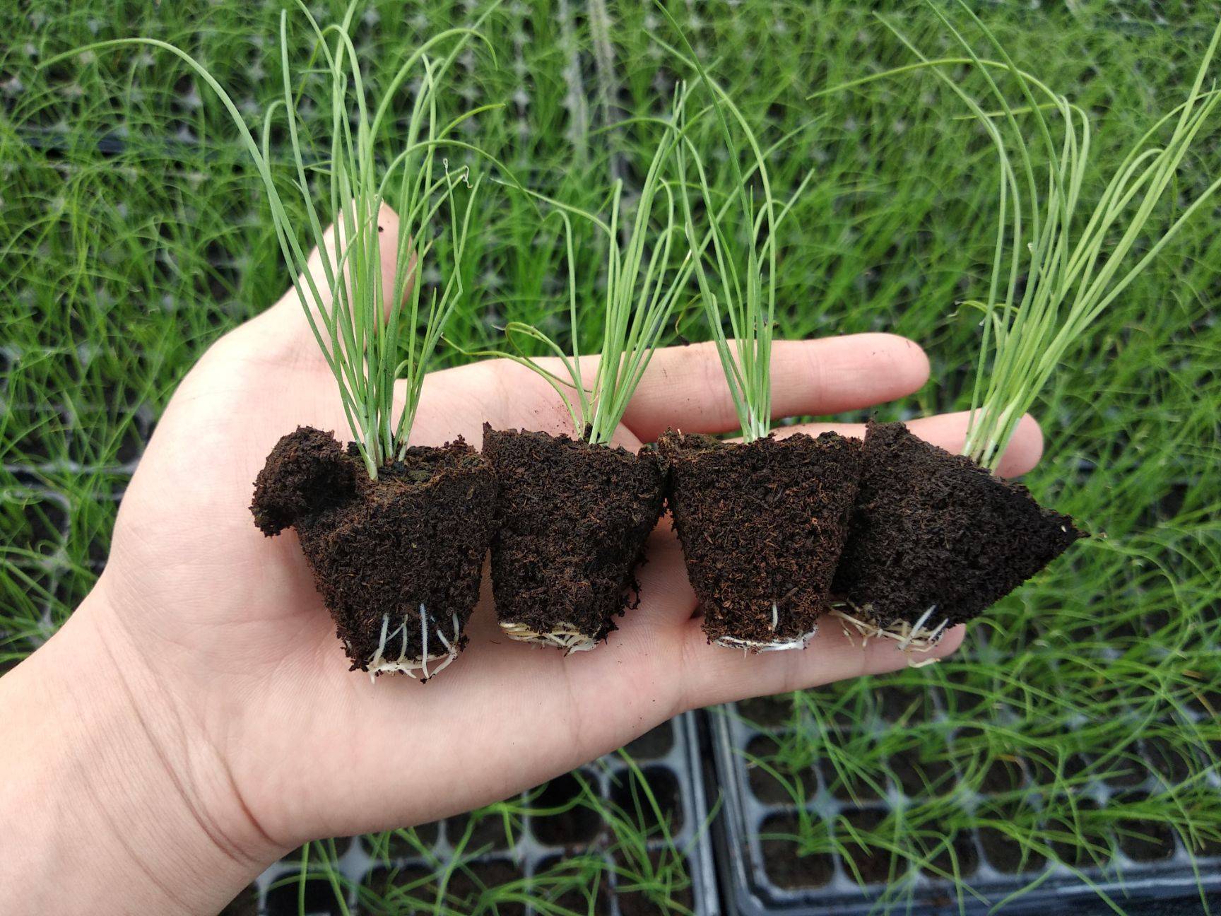 韭菜种子怎么种发芽快