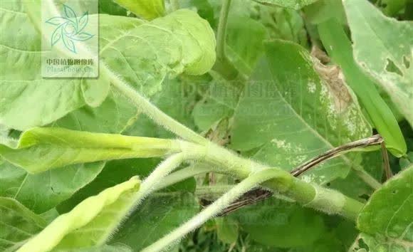 中药材:水红花子