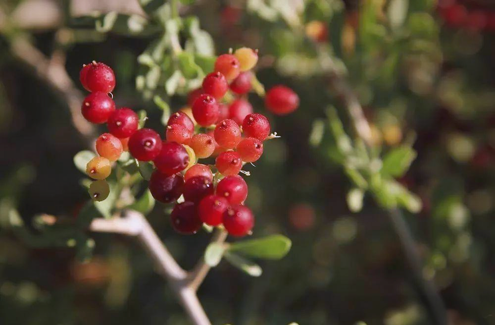 白刺果:沙漠中的美味与健康守护者