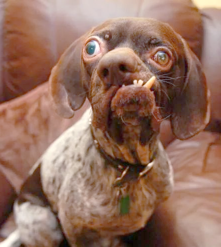 全球多款最丑宠物狗盘点