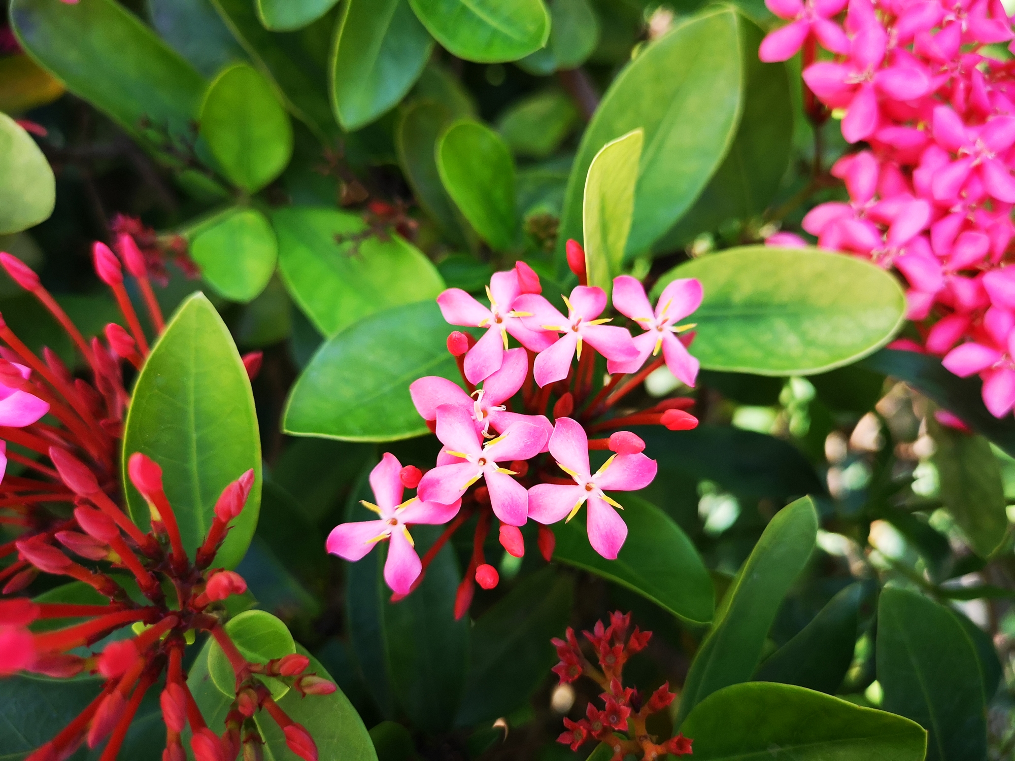 仙丹花,枝叶秀美花鲜艳