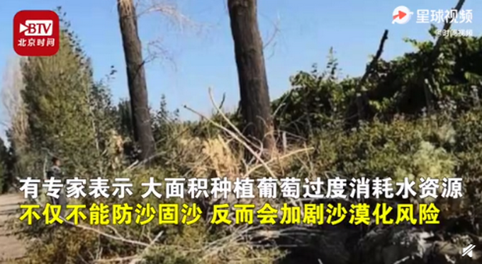 敦煌万亩沙漠防护林遭剃光头式砍伐,当地政府回应:已成立工作专班