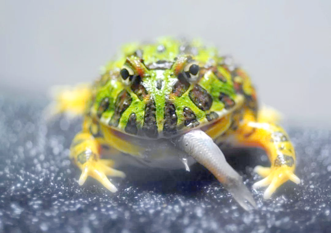 南美角蛙的多样化介绍与饲养指南