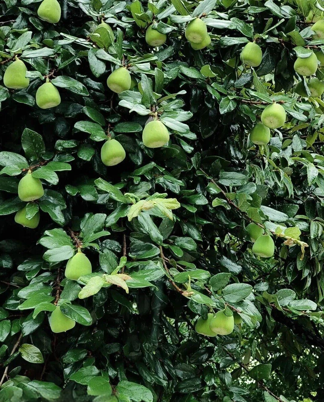 薜荔果:童年回忆与时代变迁