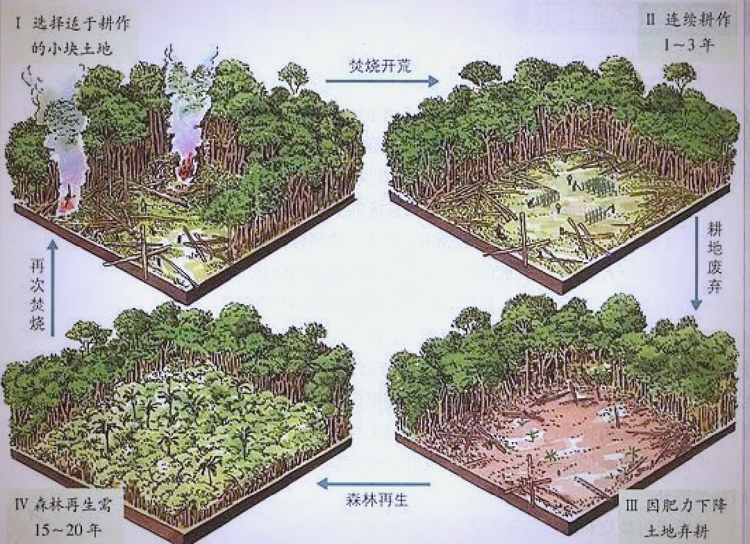 探秘巴西亚马孙平原的丰富热带雨林生态