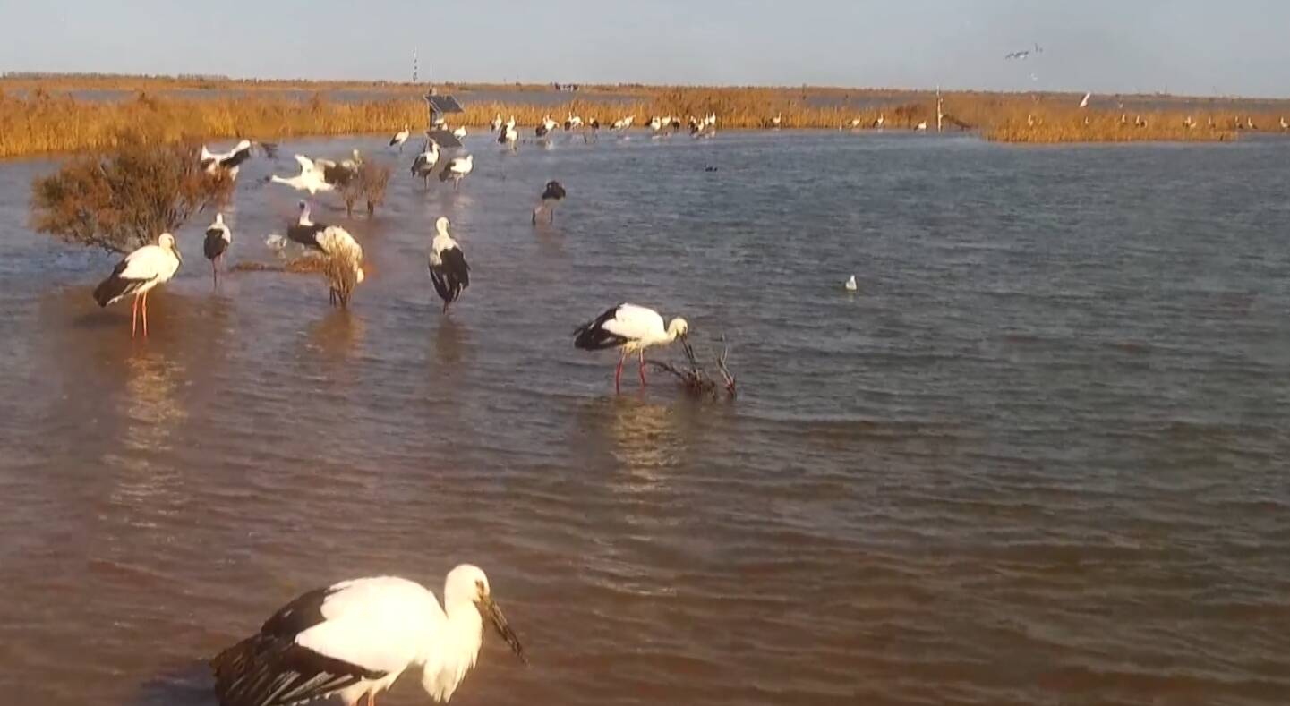 东营:"数智化"打造"鸟中国宝"东方白鹳栖息巢