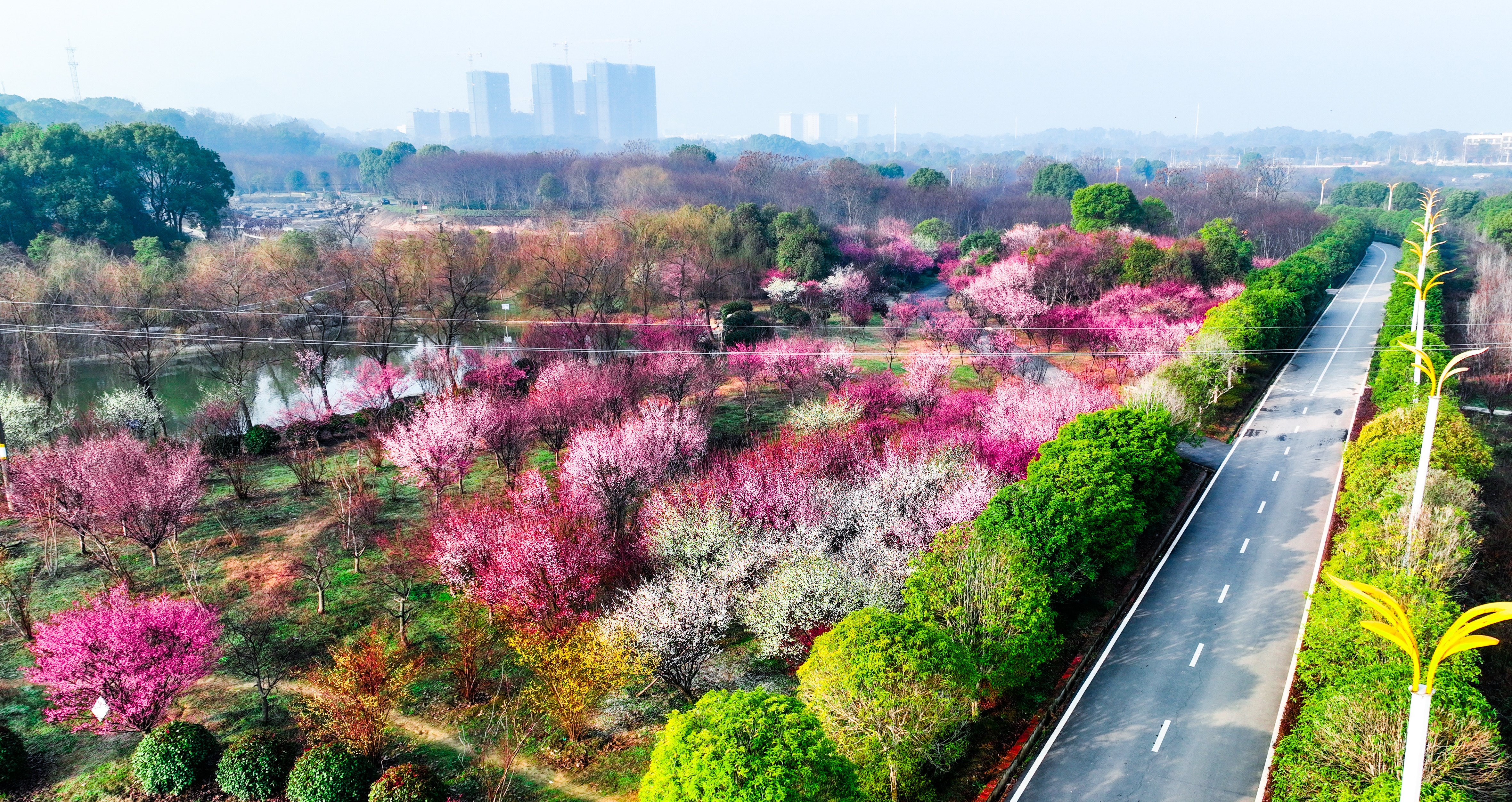 春天的故事丨一次看个够!望城玉湖公园梅花美成画