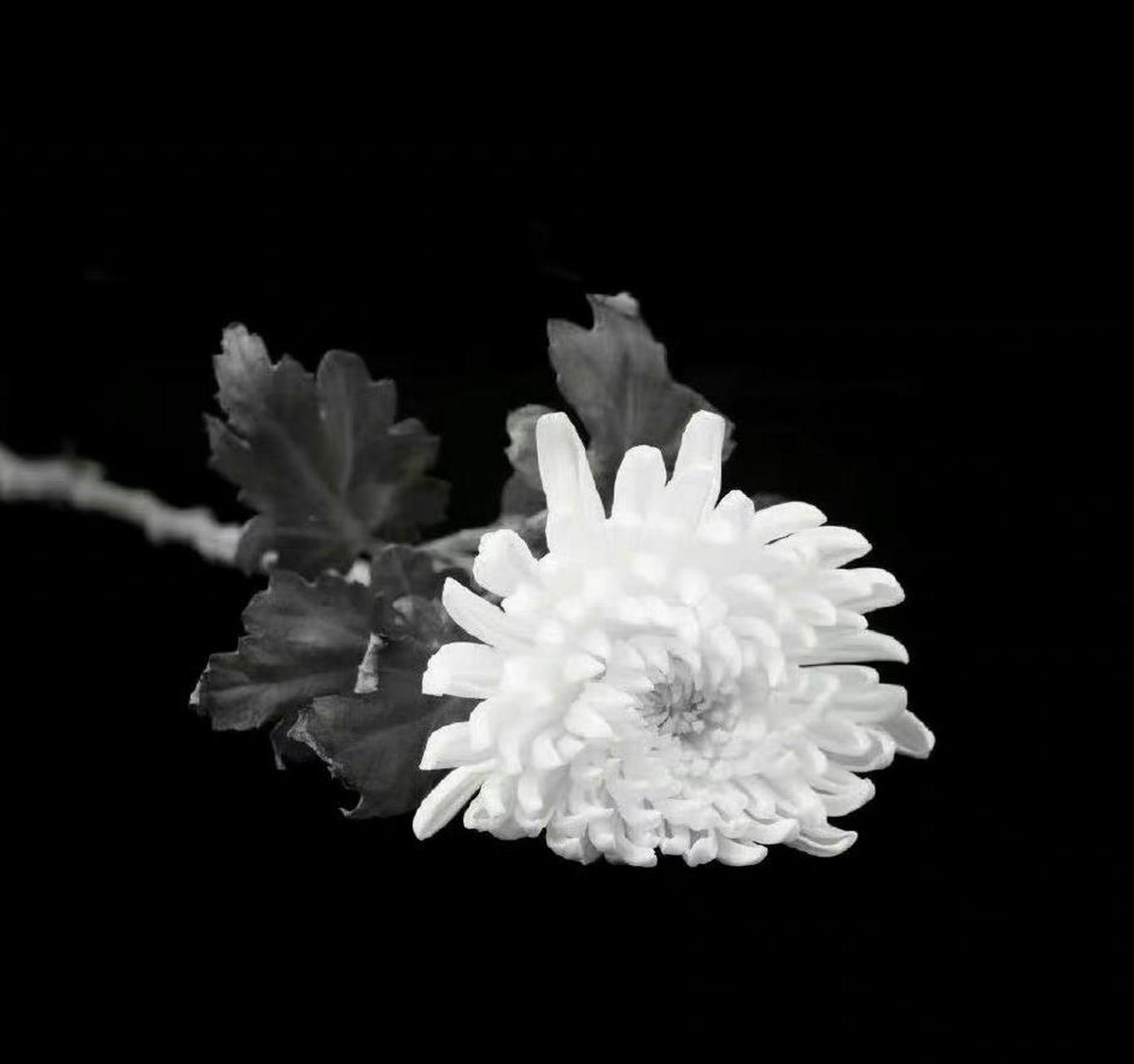 【禁娱公告】  沉痛悼念,缅怀逝者 即刻起禁娱,禁娱期间,请大嘉谨言