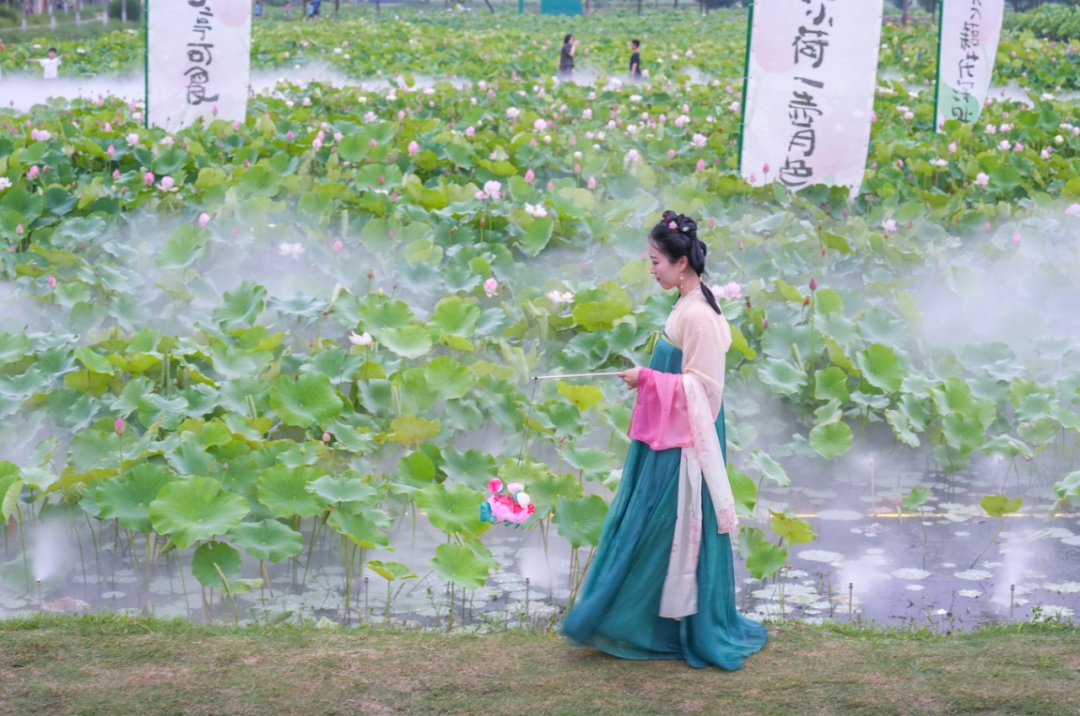 【探索】嘉北郊野公园第二届荷花节开幕!