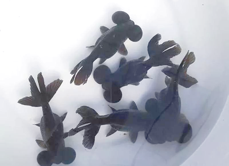 探索众多黑色的金鱼品种