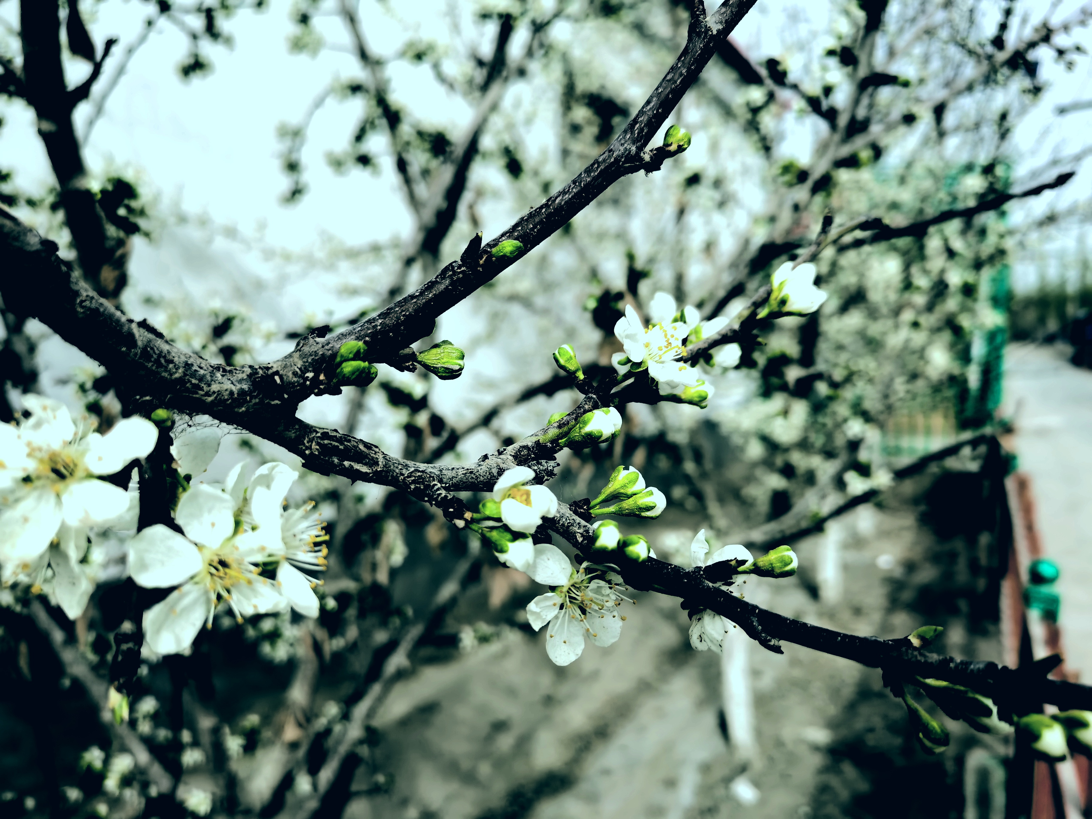 莎车巴旦木花图片