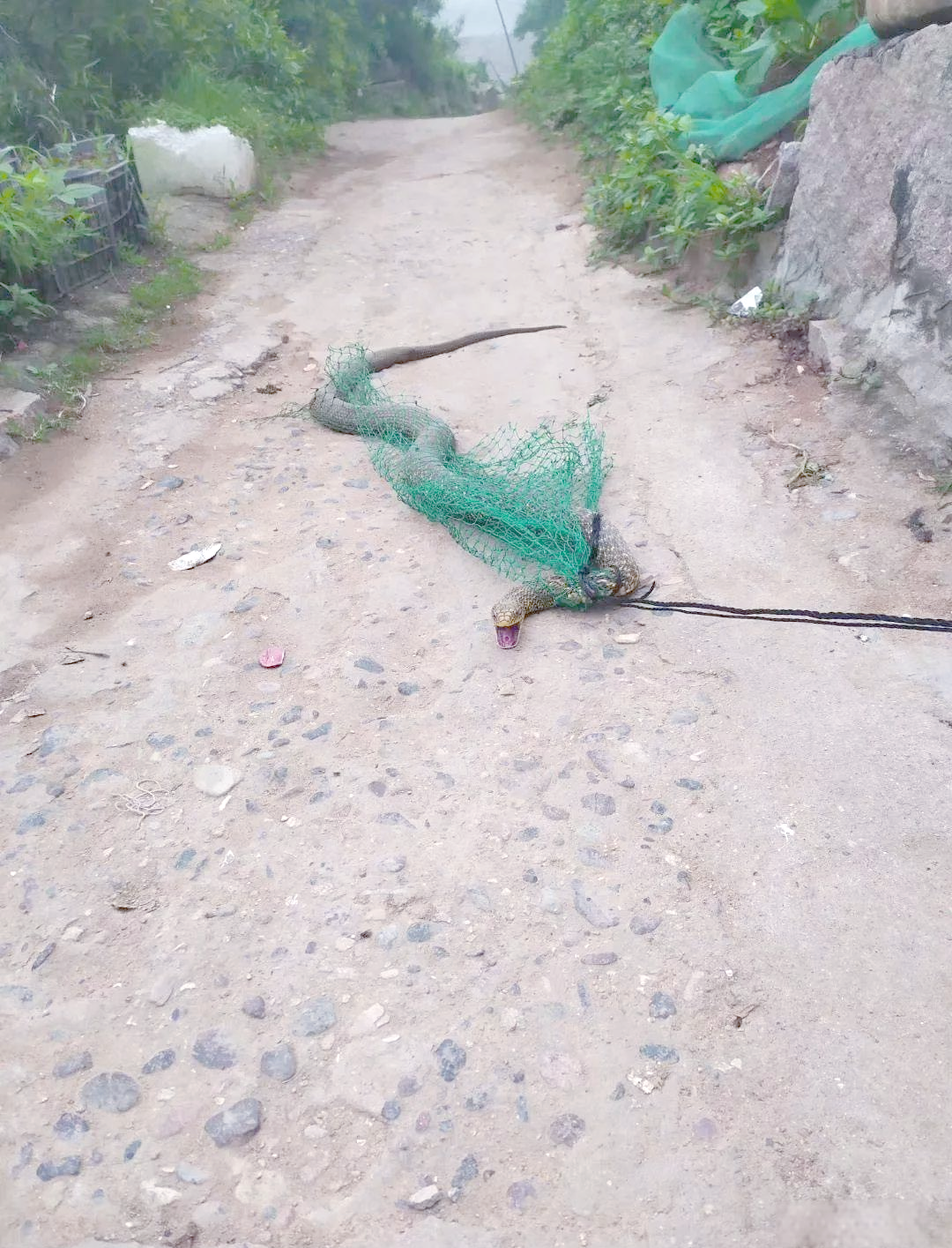 松下镇长屿岛农户捕获罕见"巨型"草蛇,惊叹不已