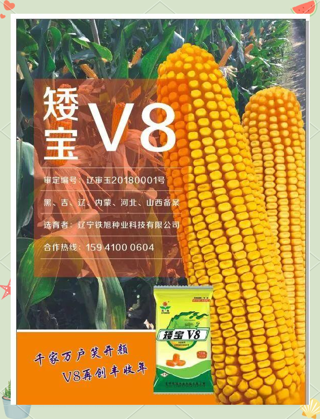v8玉米杂交种的生育期约为126天,相较于对照品种缩短了2天