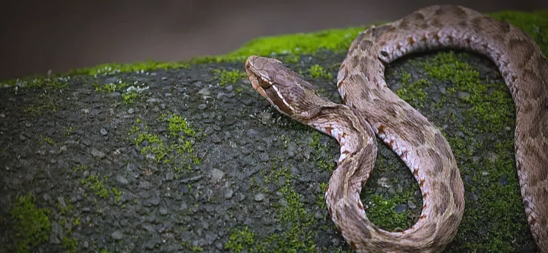 蝮蛇:药食同源的传奇,祛风通络与解毒的良药